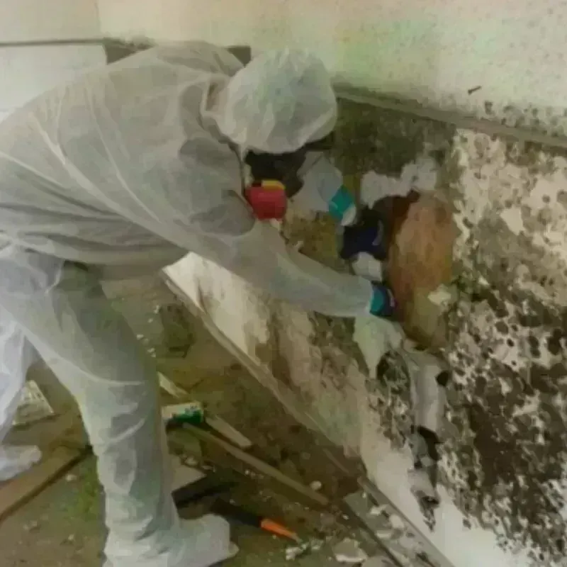 Mold Remediation and Removal in Kalida, OH